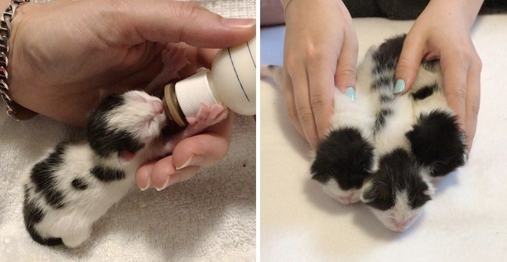 Kittens Rejected by Cat Mom Finds Someone They Love and Won't Let Go