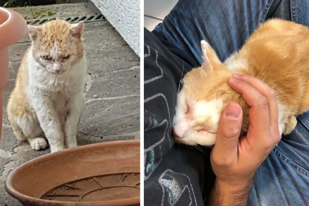 Cat So Fearful He Wouldn't Let Anyone Near Him Until He Finds a Family Determined to Save Him