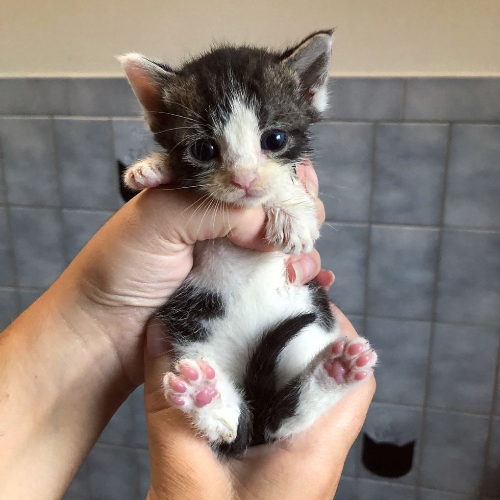 Kittens Found Crying on Loading Dock, Get Much-needed Help and Comfort ...