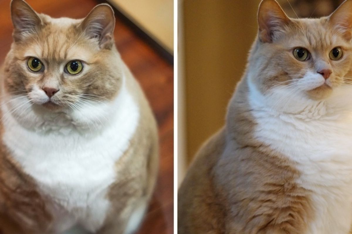 They Gave a Big Kitty a Home and Helped Him Lose Half the Cat He Was Before