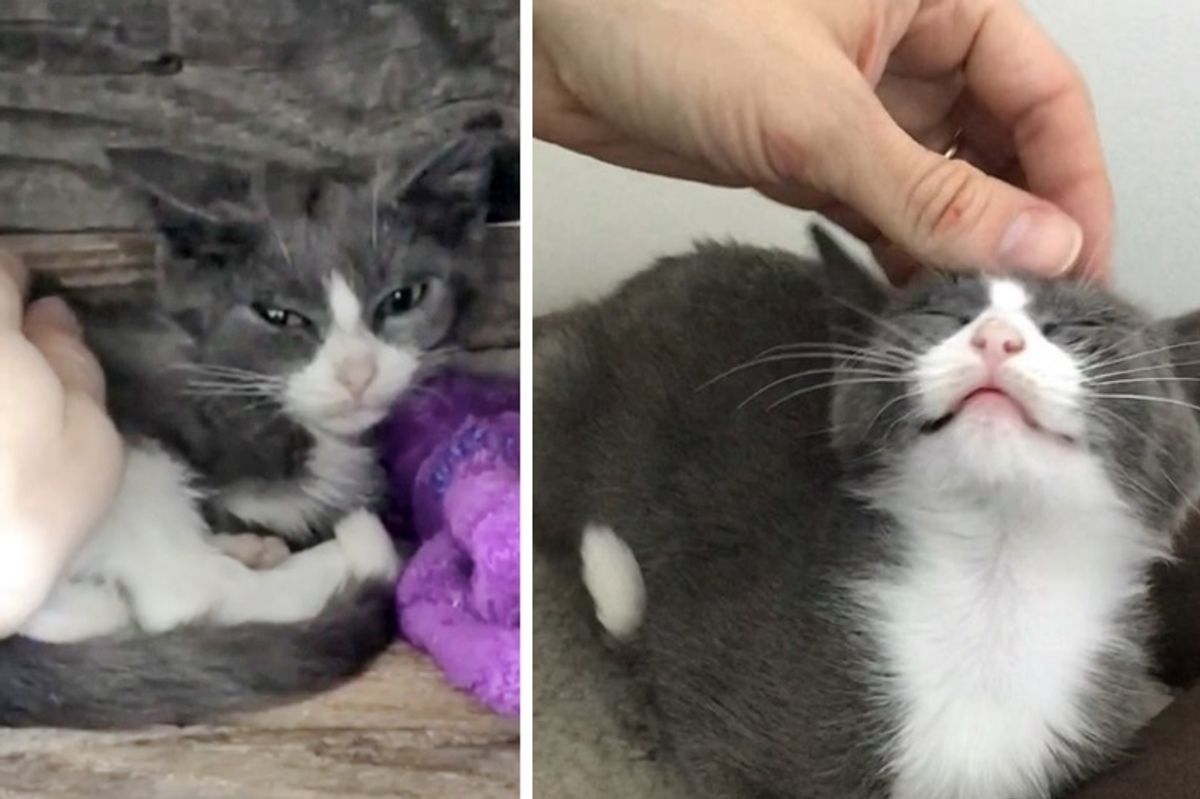 Man Saves Backyard Kitten Who Wouldn't Let Anyone Near, and Changes Her Life