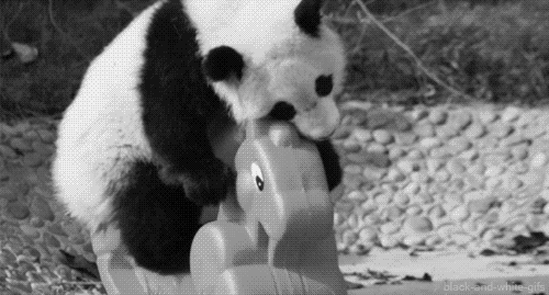 Veglie e sofferenza. Gli animali in lutto per parenti e amici