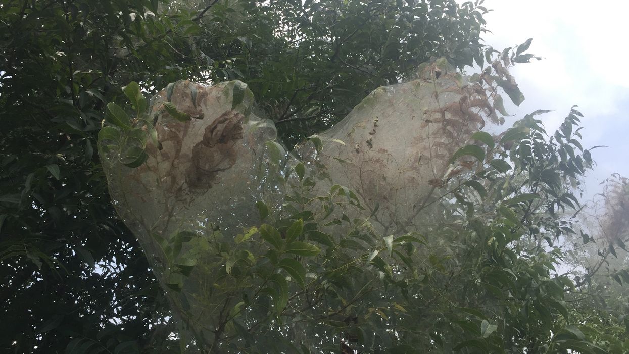 Here's why you have those spooky-looking webs in your tree this time of year