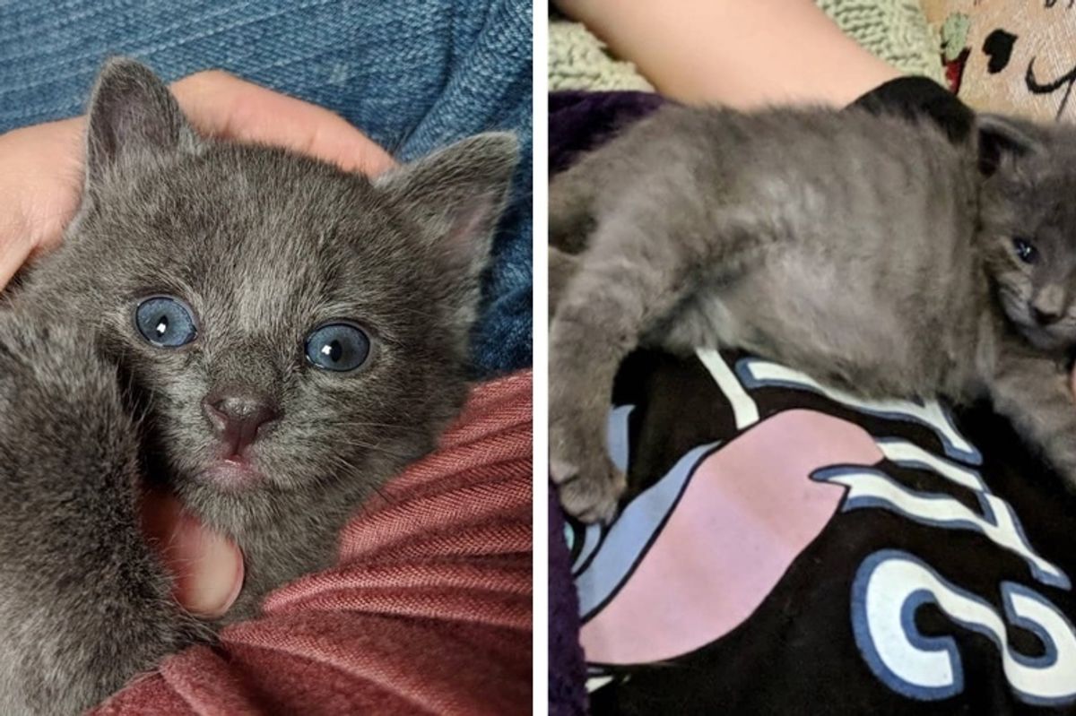 Kitten Found Crying for His Mom, Holds onto a Young Rescuer and Won't Let Go