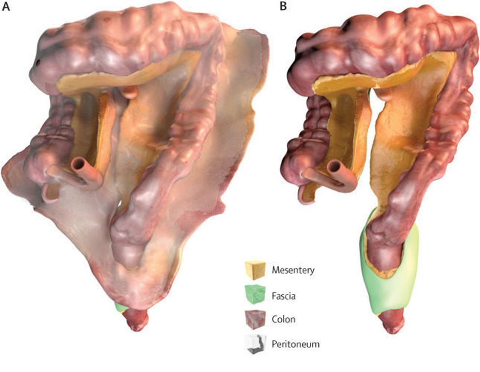 Researchers Re-Classify an Organ In the Human Body
