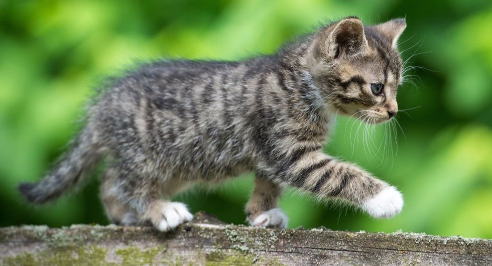 The life and death of Schrodinger's cat, and what it really means