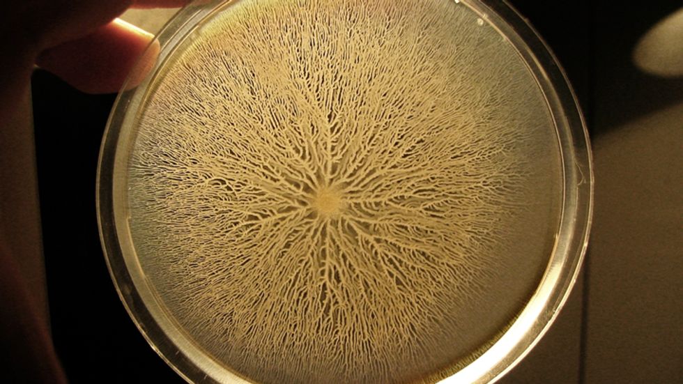 Bacillus subtilis