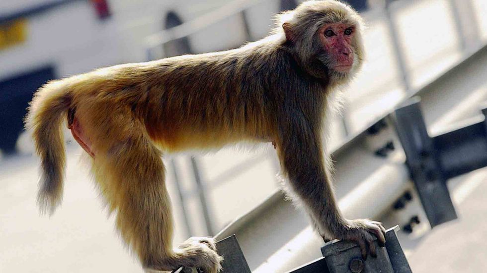 A rhesus macaque stands by a busy road in the New Territories of Hong Kong. (PETER PARKS/AFP/Getty Images)