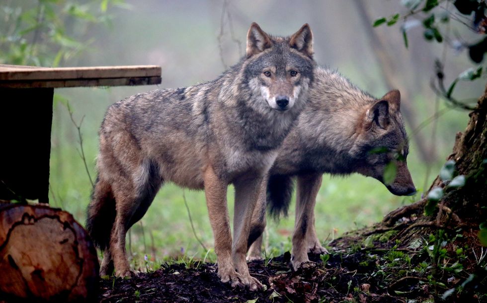 Gray wolves.