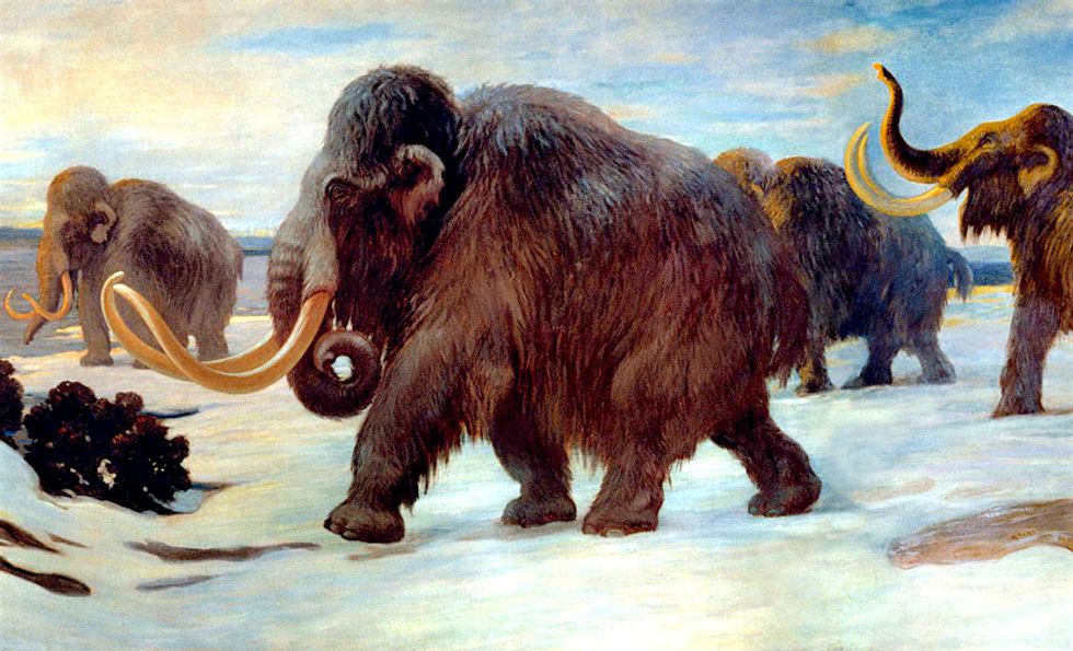 Prehistoric Woolly Mammoths About to Be Resurrected, Claim Harvard Scientists