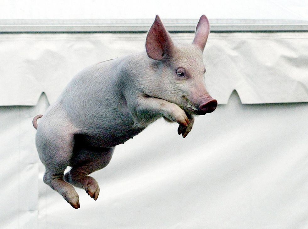 Lab-Grown Meat Is Almost Here