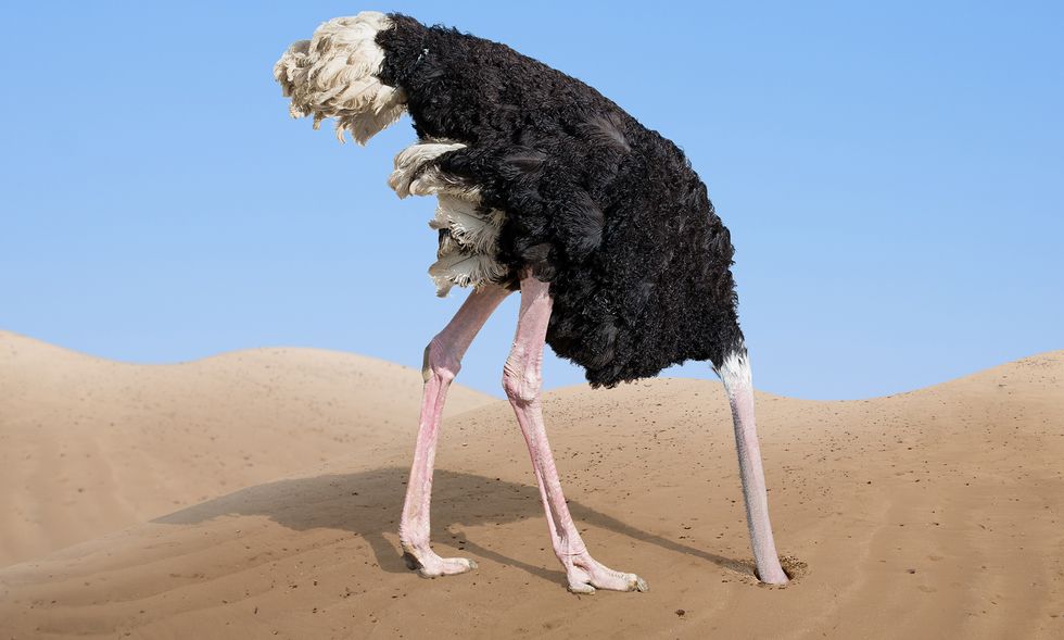 An ostrich with its head buried in the sand.