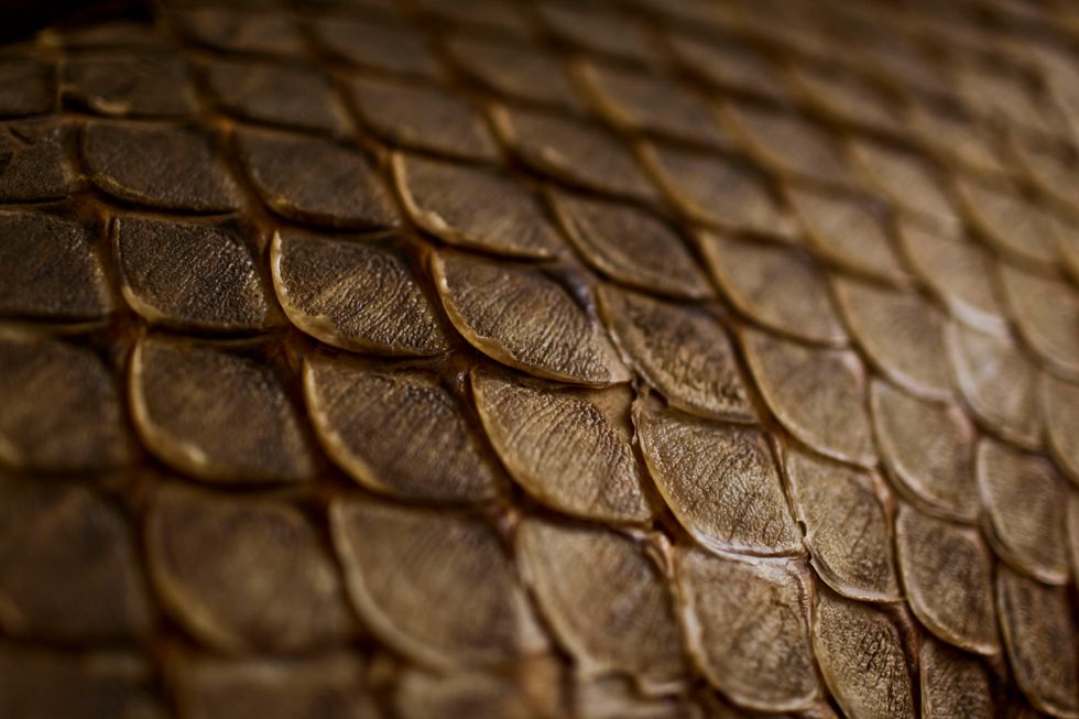 A closeup of fish scales.