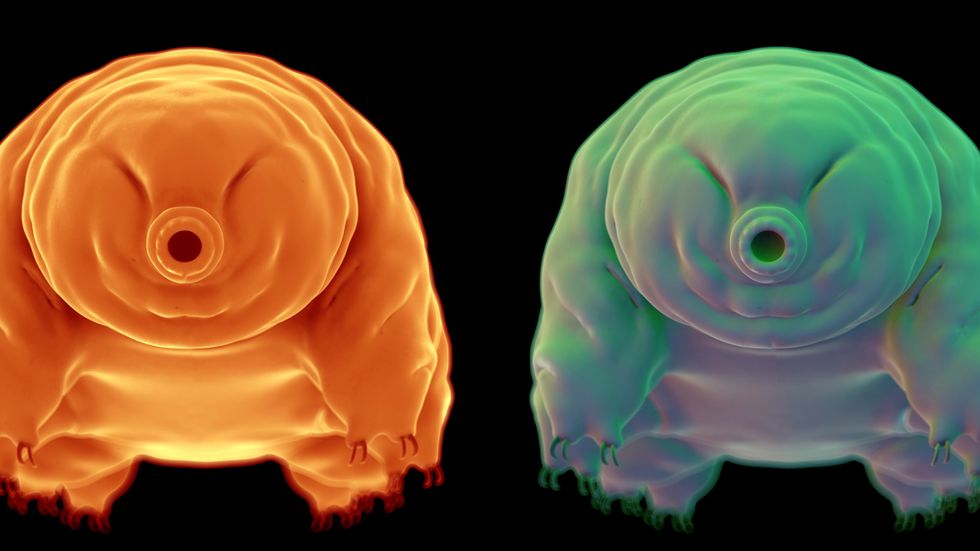Water bear rendering.