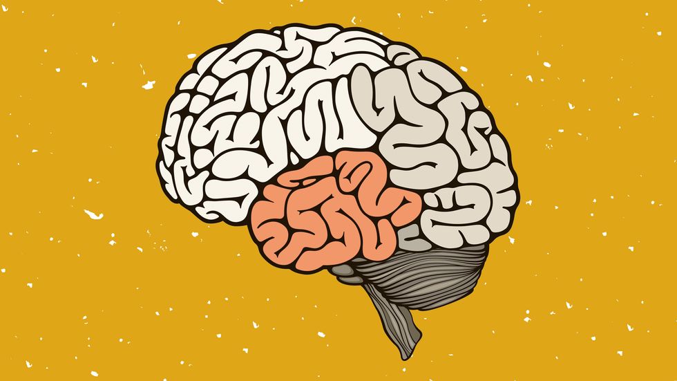 A brain with the temporal lobe colored orange.