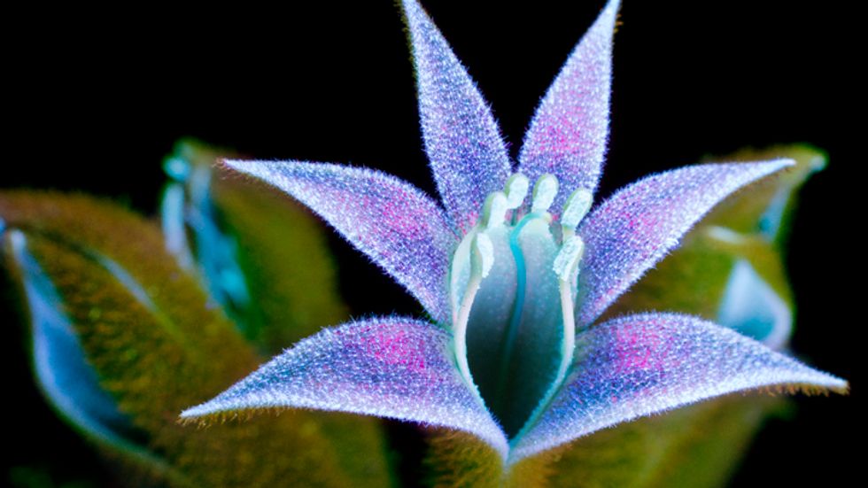 Kangaroo's Paw