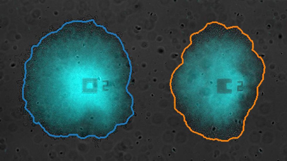 Two bioflims