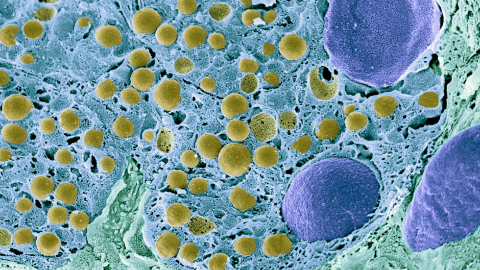 The Next International Science Megaproject