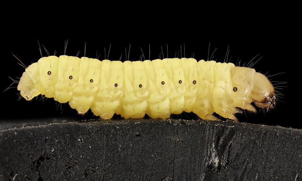wax worm caterpillar