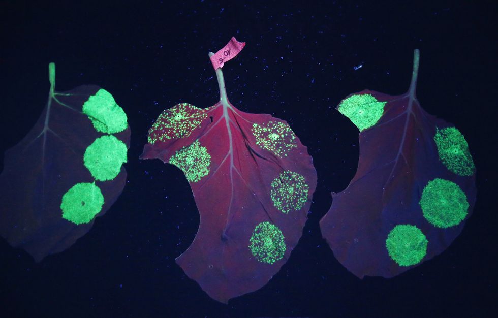 Fluorescent bacteria.