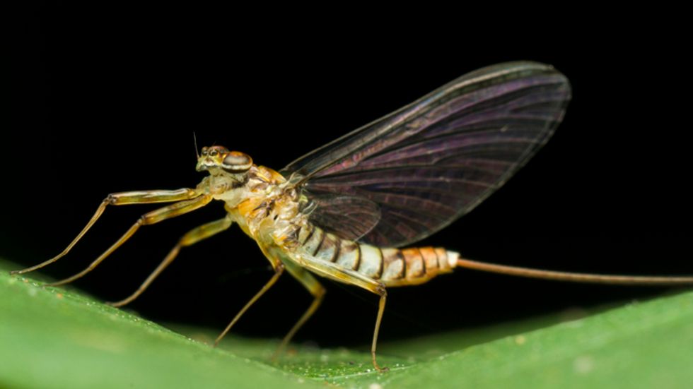 Why ShortLived Mayflies Have the Right Idea Big Think