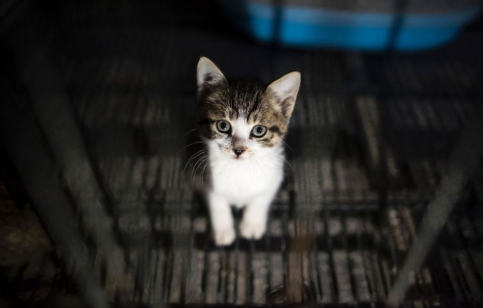 The Household Chemical That Might Be Killing Cats