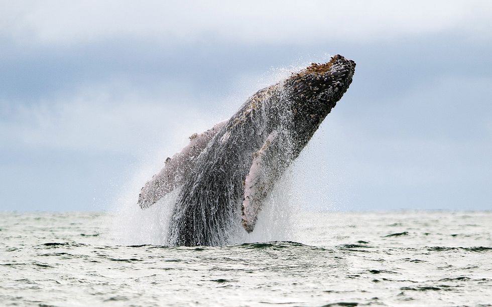 humpback whale