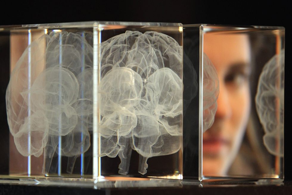 Student looking at slices of the human brain.