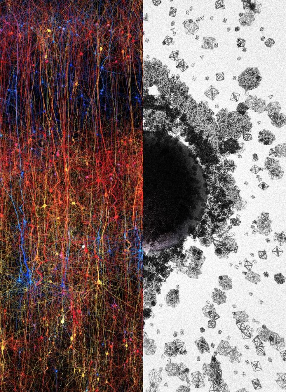 Scientists Uncover A Secret About Your Brains Navigation System You Wont Believe It - onjsboc