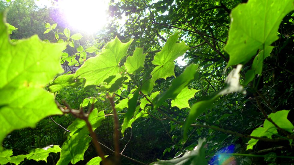 photosynthesis