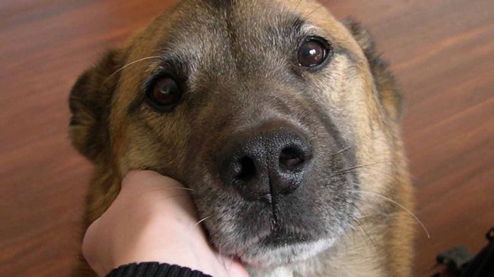 Dogs, cats, other pets: would they eat you if you died?