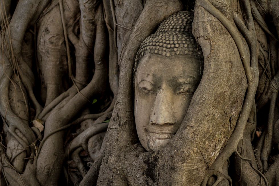 Buddha's head coming out of vines.