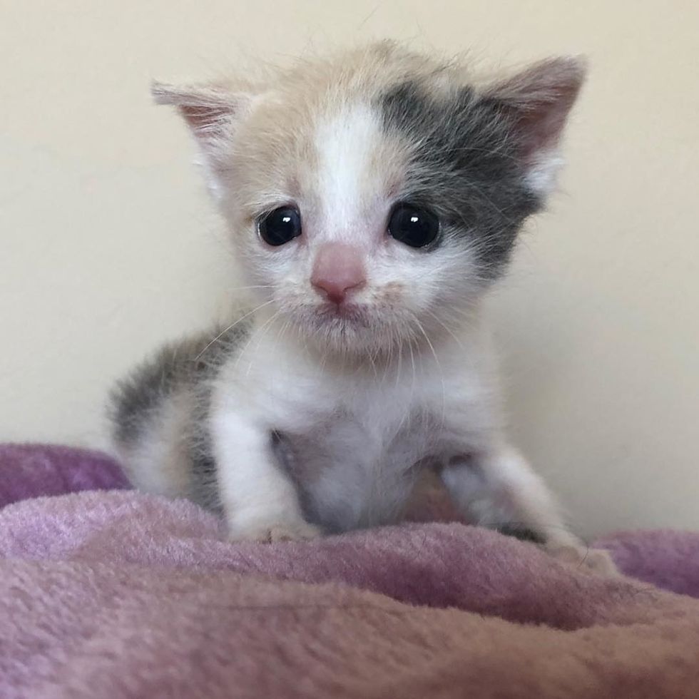 Orphaned Kitten With Worried Eyes Finds Happiness When Woman Saves Her ...