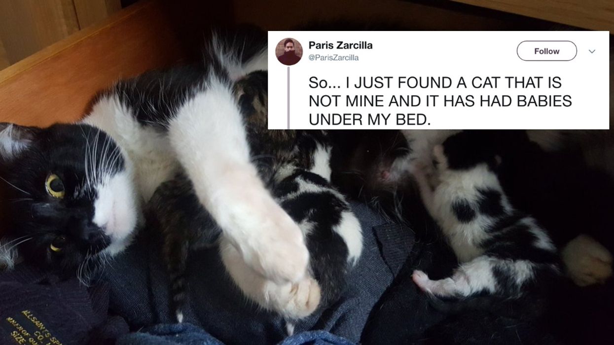 The Kittens Born Under Random Guy's Bed Have Grown Up Over The Summerâ€”And He Documented Every Adorable Step ðŸ˜»