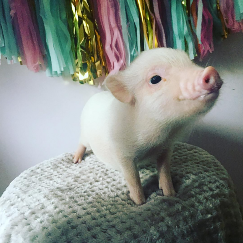 NY Teacup Piggies Breed Adorable Piglets While Rescuing Others - NYLON