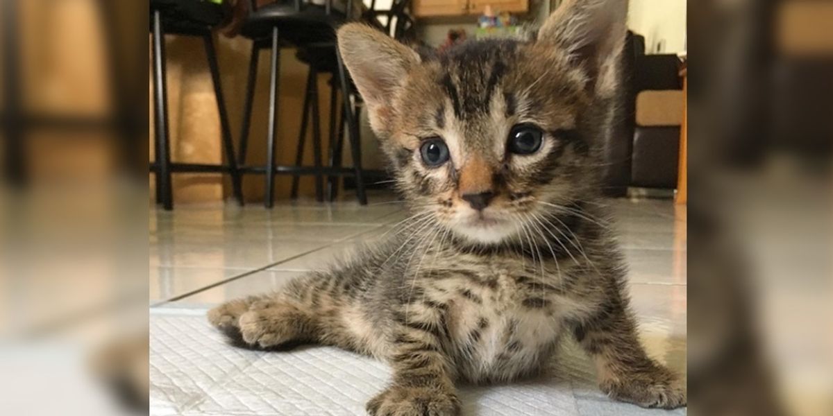 Rescuers Were Told to Give Up on Kitten Because He Would Never Walk But
