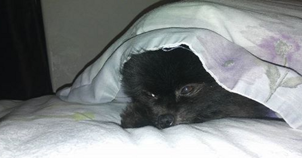 Raven Machie- Ranger under the covers