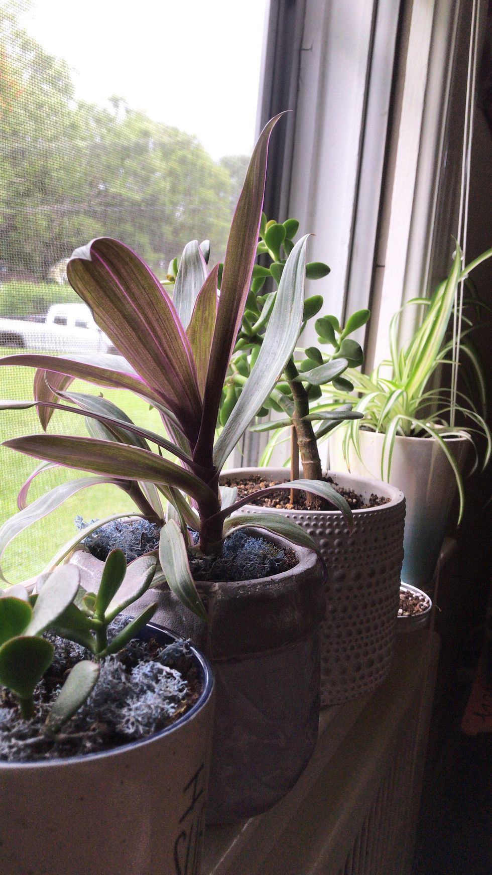 7 Things To Remember If You Keep Plants As A College Student