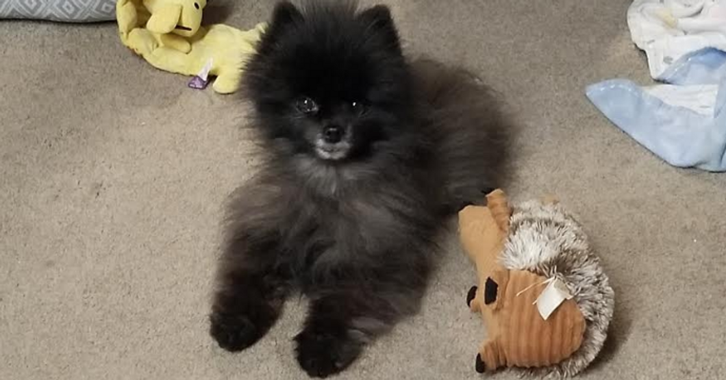 Raven Machie- Ranger lying on the floor