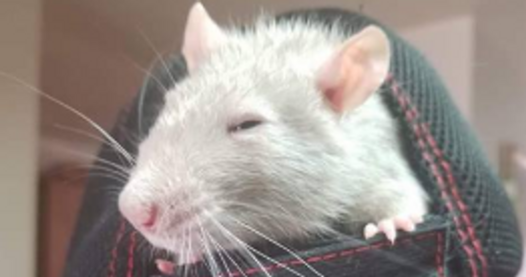 Lisa Hurtado- Silver sticking his head out of a hat