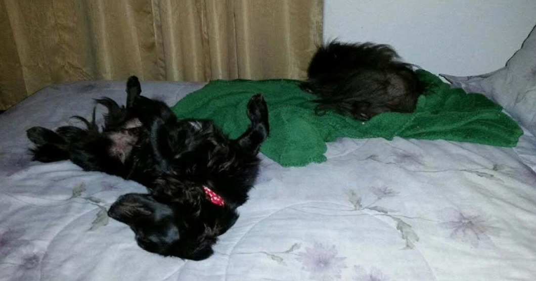 Raven Machie- Keanu and Ranger