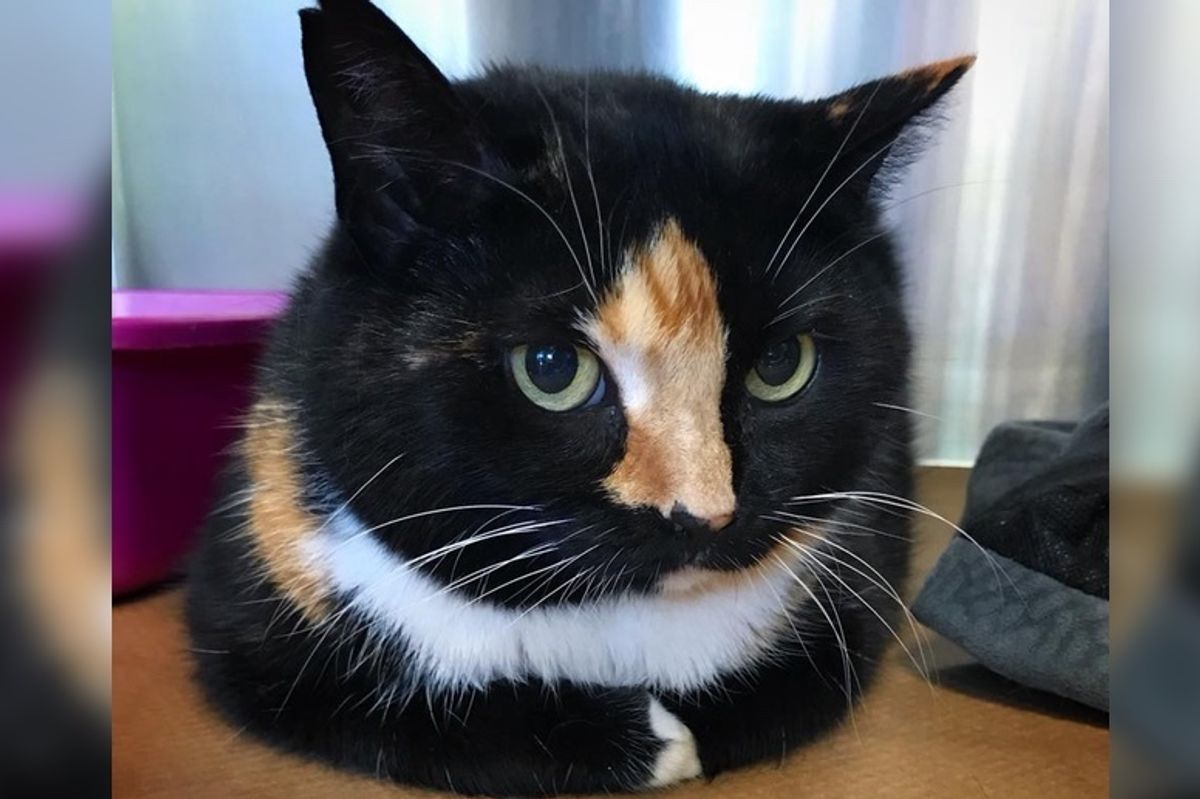 Cat Taken in to Be Euthanized But Vet Refused and Saved Her Life Instead