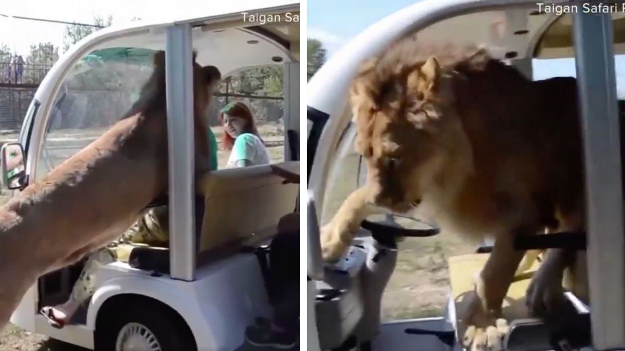 Massive Lion Gives Tourists A Shock When He Climbs Right Into Their Safari Vehicle 😮🦁
