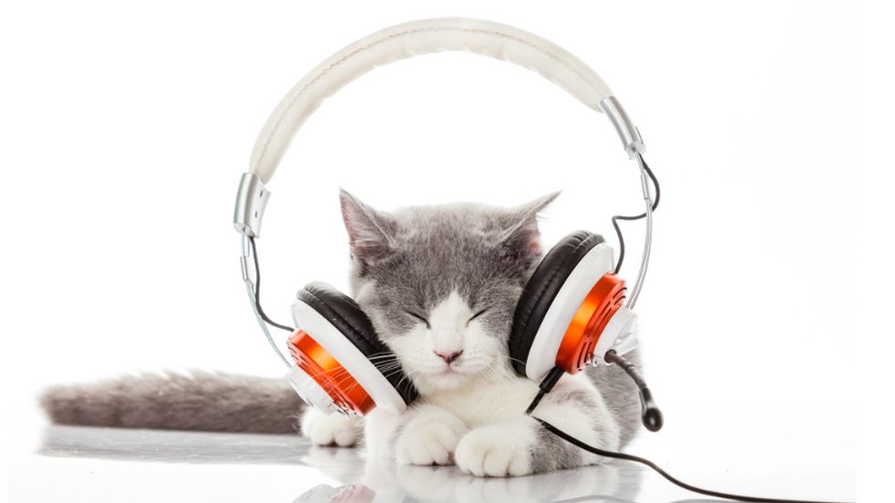 Music Made for Cats Appeals to Special Feline Frequencies