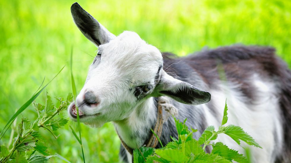 Amazon Will Now Rent Grazing Goats to Clear Your Property