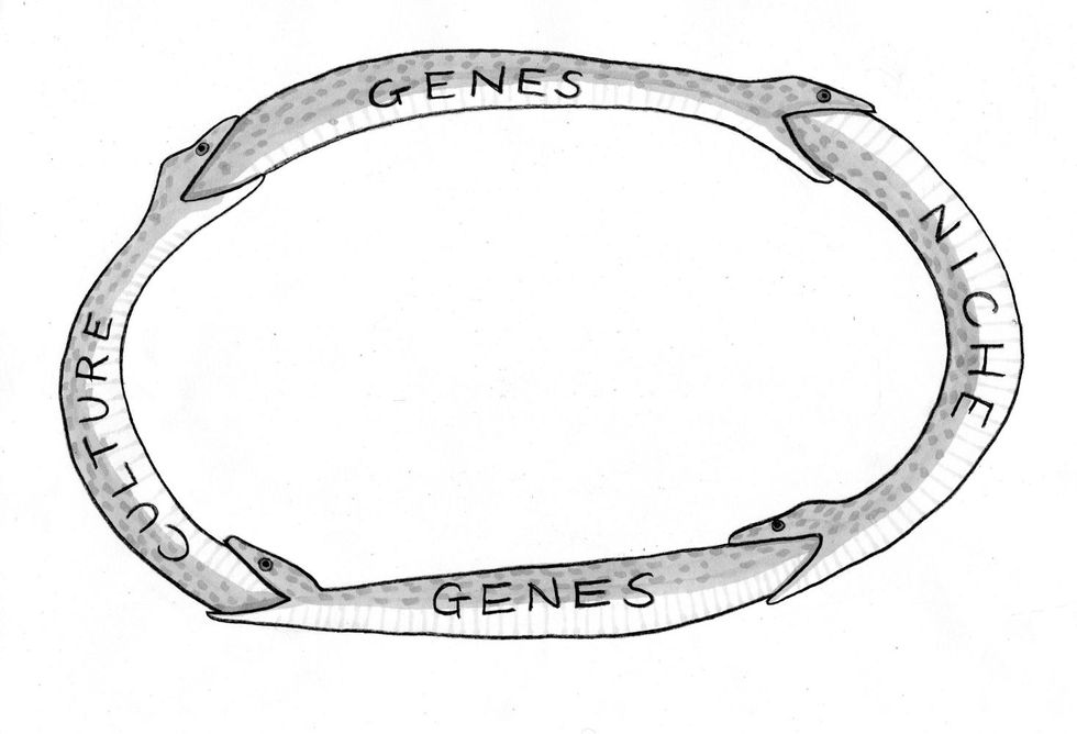 Evolution Isn't a One-Way Street