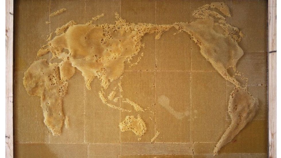 Chinese Artist Convinces Bees to Make Maps