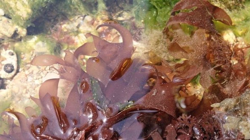 This Red Plant Is Twice as Healthy as Kale and Tastes Like Bacon