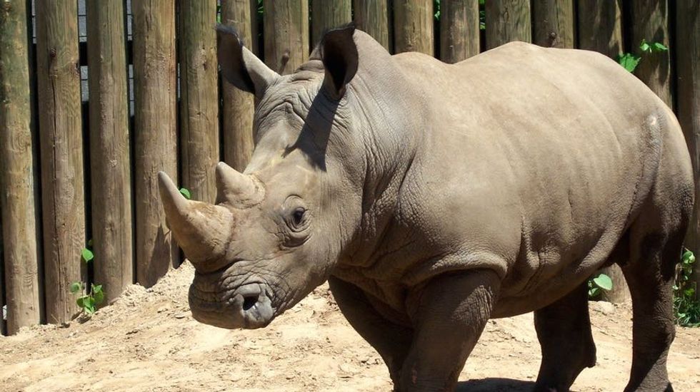 How a Pink Poison Could Save the Rhinoceros from Extinction - Big Think