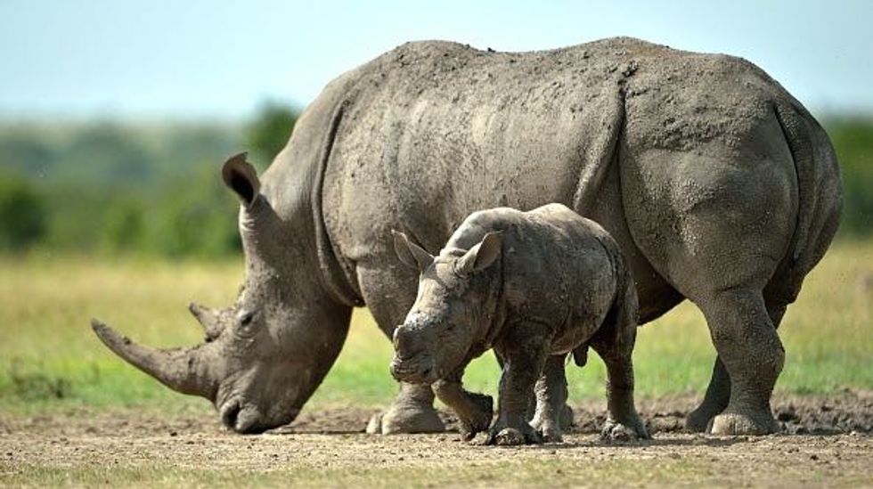 All-Female Team Keeps Hunting African Poachers as Cecil Outrage Fades